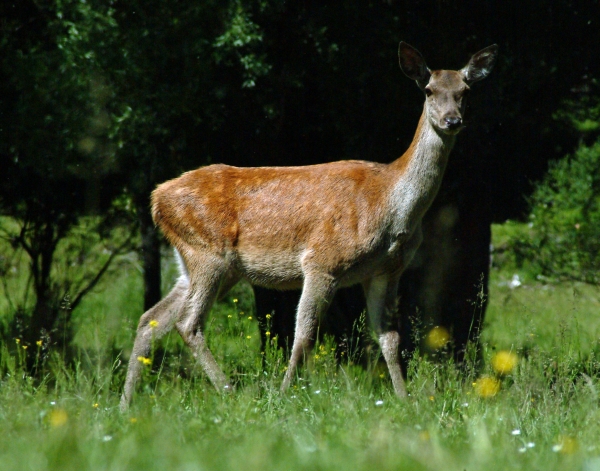 Ancora cervi